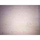 Adolf Hitler litografia off set cm 50x70 timbro del Reich