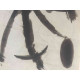Joan Miro Litografía off set 56x76 cm certificado