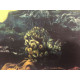 Max Ernst Litografia off set cm 50x70  certificata