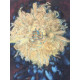 Pieter Cornelis Mondriaan 50x65 cm-ko off-set litografia ziurtagiria