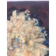 Pieter Cornelis Mondriaan 50x65 cm-ko off-set litografia ziurtagiria