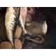 Vincent Willem van Gogh 50x70 cm-ko off-set litografia ziurtagiria