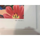 Litografická ofsetová souprava Tom Wesselmann 50x70 cm certifikovaná
