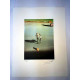 Offset litograficzny Salvadora Dali z certyfikatem 50x65 cm