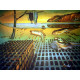 Salvador Dali Off set lithograph cm 50x65 certified