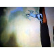 Salvador Dali Off set lithograph cm 50x65 certified