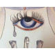 Salvador Dali Lithographie hors set 50x65 cm certifiée