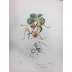 Litografická súprava Salvador Dali certifikovaná 50x65 cm