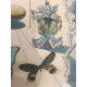 Salvador Dali Lithographie Offset 50x65 cm zertifiziert