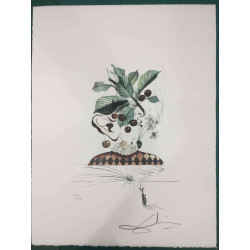 Salvador Dali Lithographie hors set 50x65 cm certifiée