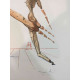 Salvador Dali Off set lithograph cm 50x70 certified