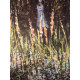 Claude Monet lithographie hors set 50x70 cm