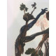Salvador Dalí Litografía off set 50x70 cm certificado