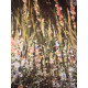 Claude Monet lithographie hors set 50x70 cm