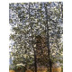 Claude Monet lithograph off set 50x70 cm