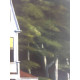 Edward Hopper Off set lithograph cm 57x38 certified