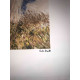 Claude Monet litografia off set cm 50x70