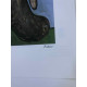 Picasso Litografia off-set 50x70 cm Museoko edizioa