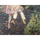Set de litografia Edgar Degas 50x70 cm