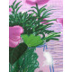 David Hockney  Litografia off set cm 50x70 certificata