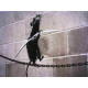 Zestaw offsetowy litografii Banksy'ego o wymiarach 50x35 cm z podpisem, wydanie POW