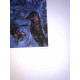 Marc Chagall lithographie hors set format 50x70 cm