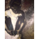 Edgar Degas litho offset 50x70 cm